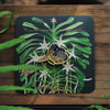Madagascar Long-Beaked Hawkmoth Boxless Green Fluorescent Limited Edition